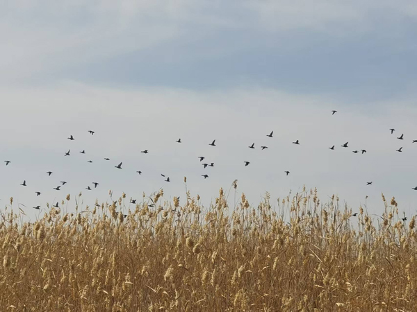 1.图片作者:嵇远